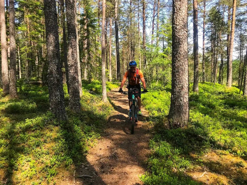 Cyclist riding forest road - 2