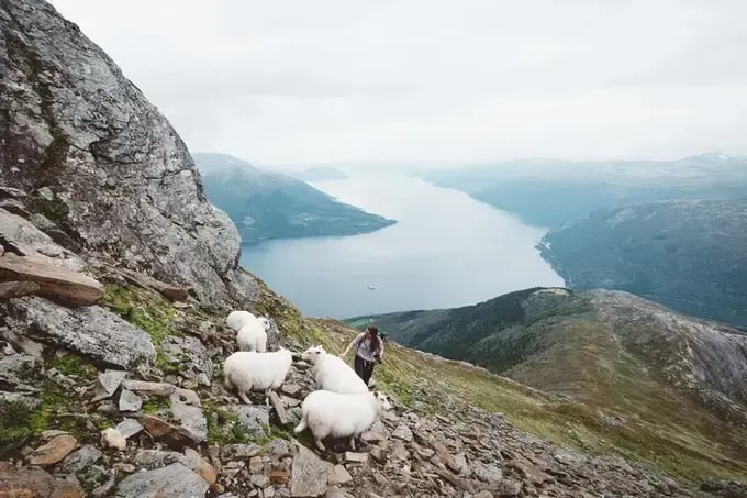 Fjordwandeltocht berg oksen